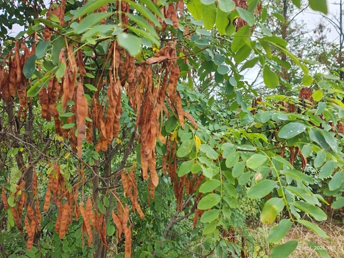 black locust