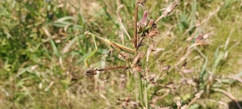 European Mantis