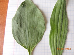 Plantago maxima
