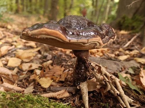 Ganoderma lucidum — no rights reserved