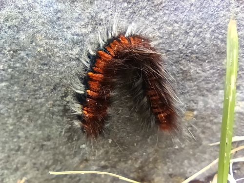 Fox Moth
