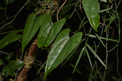 Dioscorea transversa