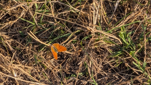 Lesser Fiery Copper
