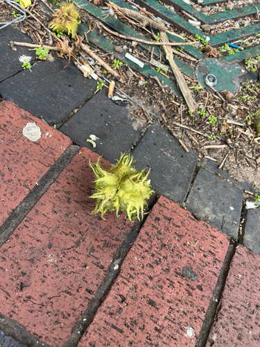 Corylus colurna, photograph 1