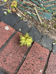 Corylus colurna