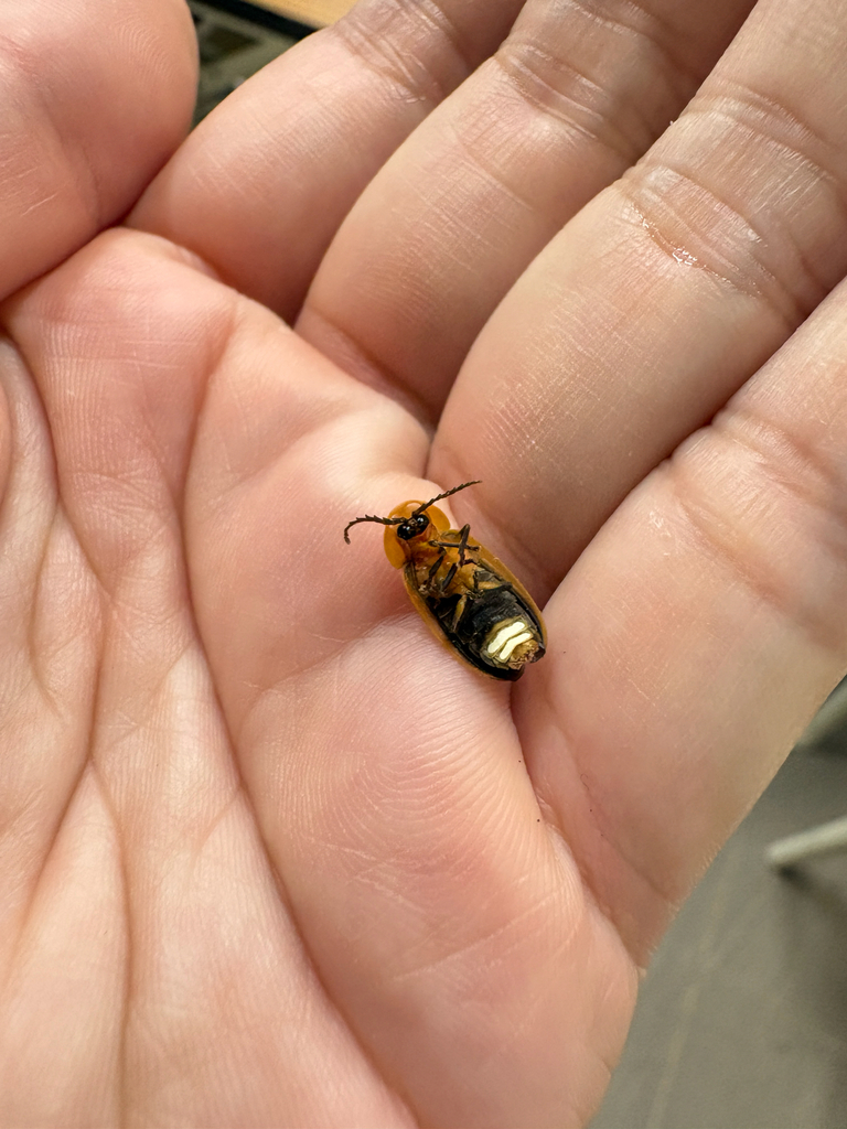 Rimmed Window Firefly