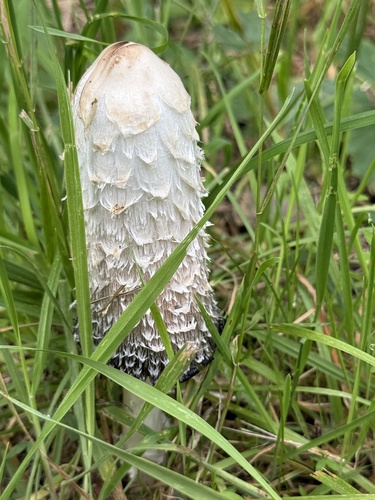 Shaggy Mane