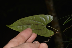 Dioscorea transversa