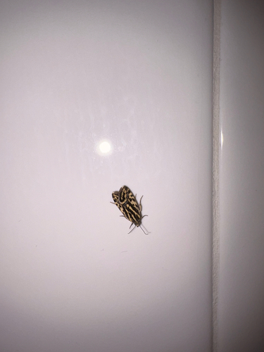 Spotted Sulphur