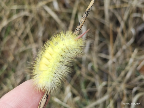 Pale Tussock Moth