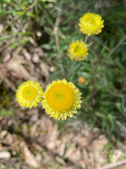 Coronidium scorpioides, photograph author not stated, no rights reserved