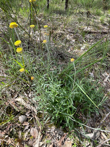 Coronidium scorpioides, photograph 6