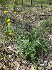 Coronidium scorpioides, photograph author not stated, no rights reserved