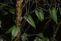 Dioscorea transversa