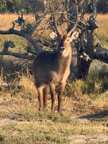 Common Waterbuck