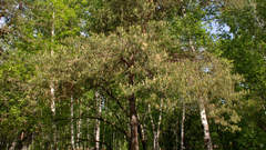 Pinus sylvestris