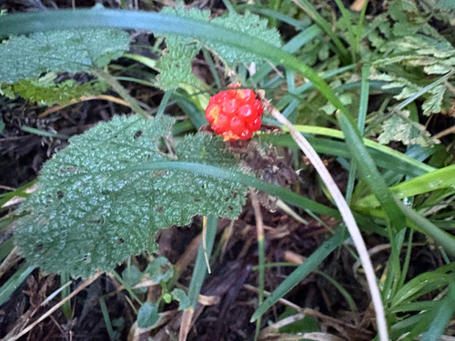 Rubus pectinellus