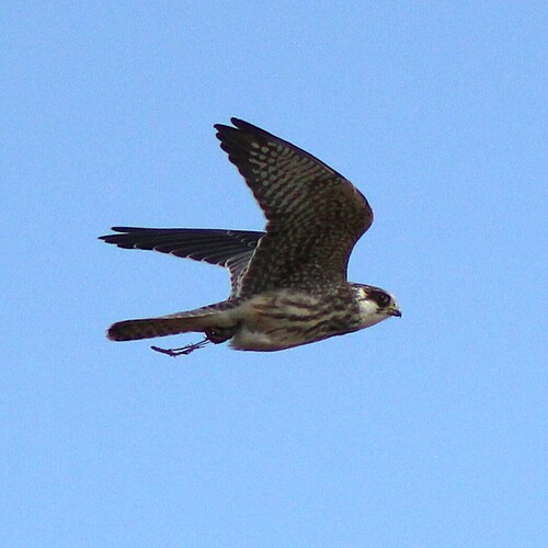 Red-footed Falcon
