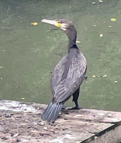 Great Cormorant