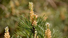 Pinus sylvestris