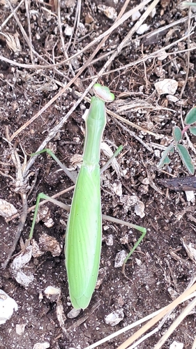 European Mantis