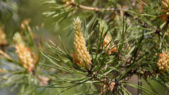 Pinus sylvestris