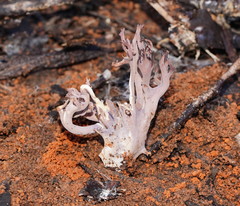 Ramaria versatilis