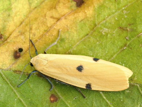 Four-spotted Footman