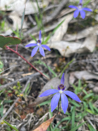 blue finger-orchid