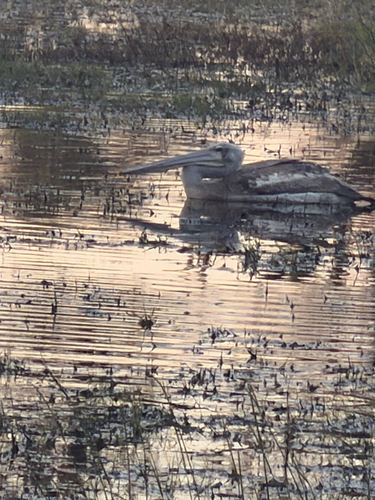 Pink-backed Pelican