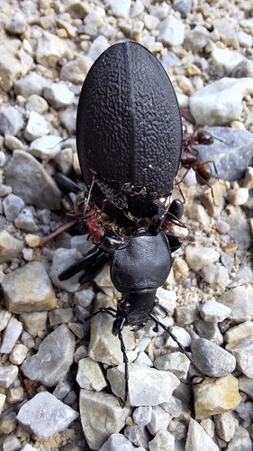 Leather Beetle