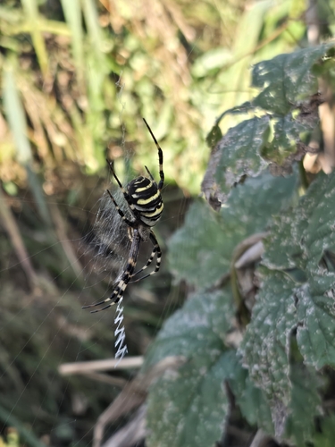 Wasp Spider