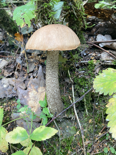Brown Birch-bolete