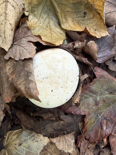 giant puffball