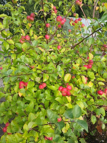 apple