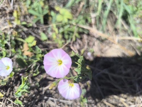field bindweed