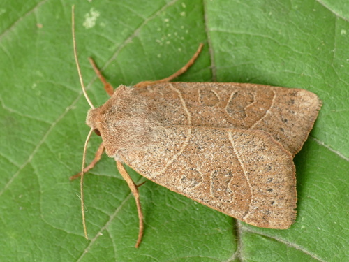 Pale Stigma
