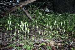Pterostylis ectypha