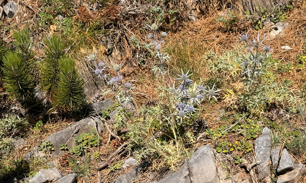 Eryngium amethystinum; photograph author not stated, no rights reserved