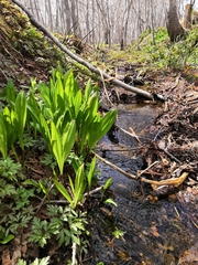 Allium ochotense