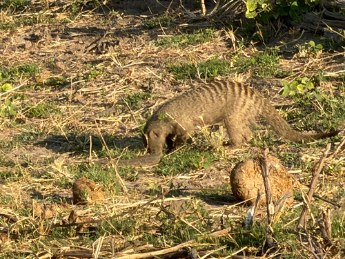 Banded Mongoose