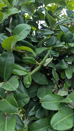 Cryptolepis buchananii
