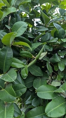 Cryptolepis buchananii