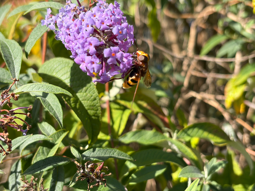 Hornet Mimic Hover Fly