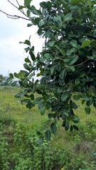 Cryptolepis buchananii, photograph (c) Ravuri Krishna Chaitanya, some rights reserved (CC BY)