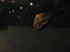 Psimada quadripennis