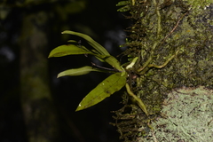Sarcochilus falcatus