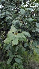 Diospyros melanoxylon, photograph (c) Ravuri Krishna Chaitanya, some rights reserved (CC BY)
