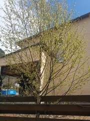 Betula pendula