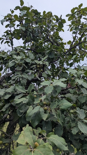 Diospyros melanoxylon, photograph 4